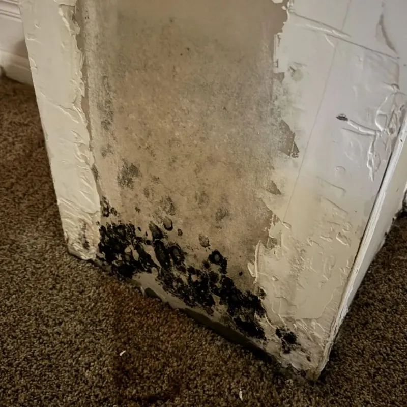 Professional Mold Removal in Lexington, TX